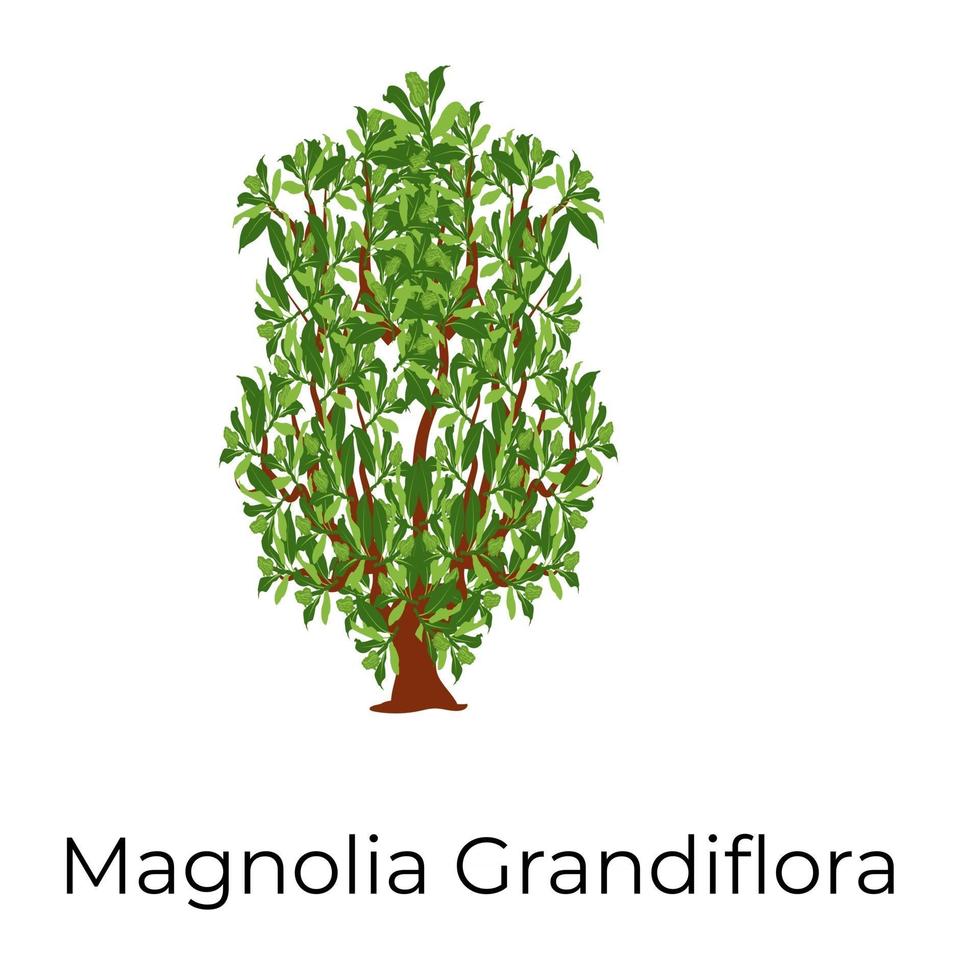 magnolia grandiflora koncept vektor