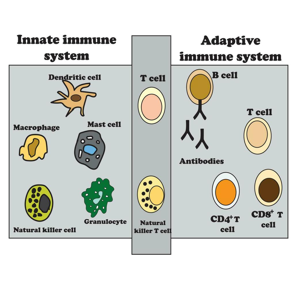 das angeboren und adaptiv immun System Diagramm, Immunität Infektion Organismus, Anpassung. Vektor Illustration