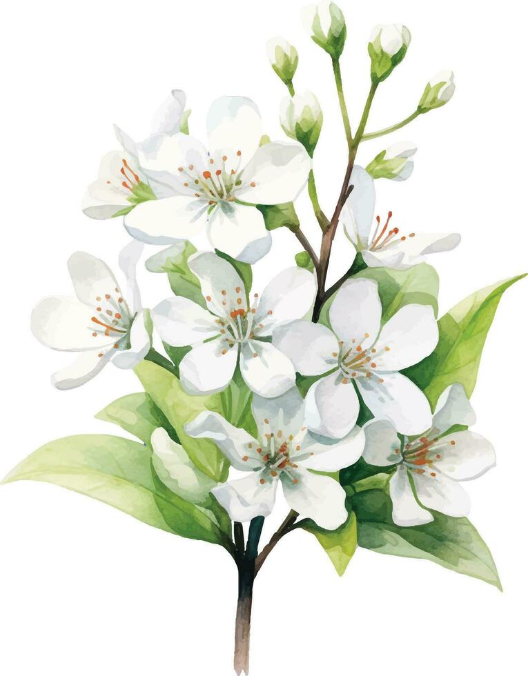 Aquarell Zeichnung, Weiß Jasmin Blumen. Illustration im Realismus Stil, Jahrgang vektor