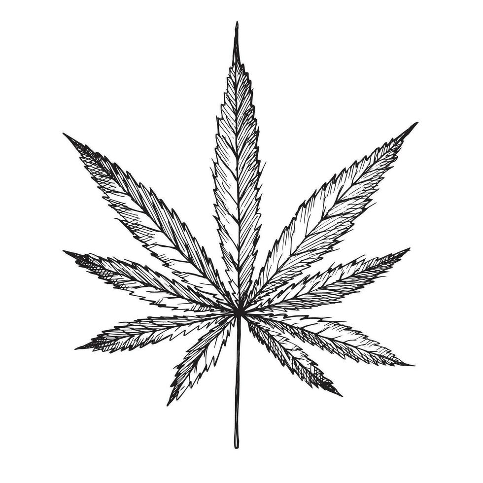 Hanf Blatt Zeichnung. Hand gezeichnet Cannabis Pflanze isoliert Weiß Hintergrund zum Vorlage, drucken, Etikett, Karte, Logo. medizinisch Kraut, kosmetisch Zutat, Vektor Illustration. botanisch skizzieren mit Gravur