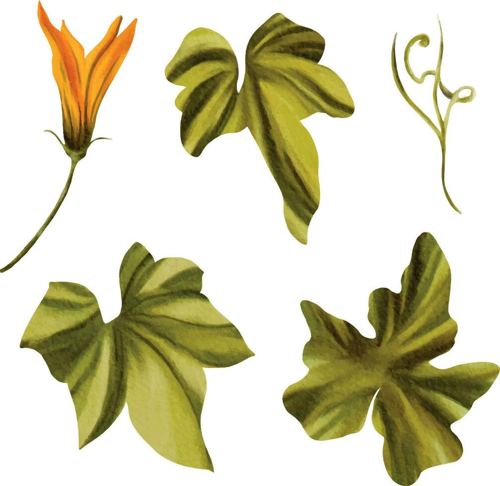 Aquarell Illustration von Kürbis Blätter. Herbst einstellen von Blätter auf ein isoliert Weiß Hintergrund, Aquarell malen, Hand Zeichnung vektor