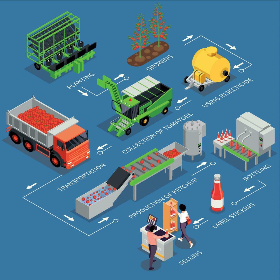 tomater produktion diagram infographics vektor