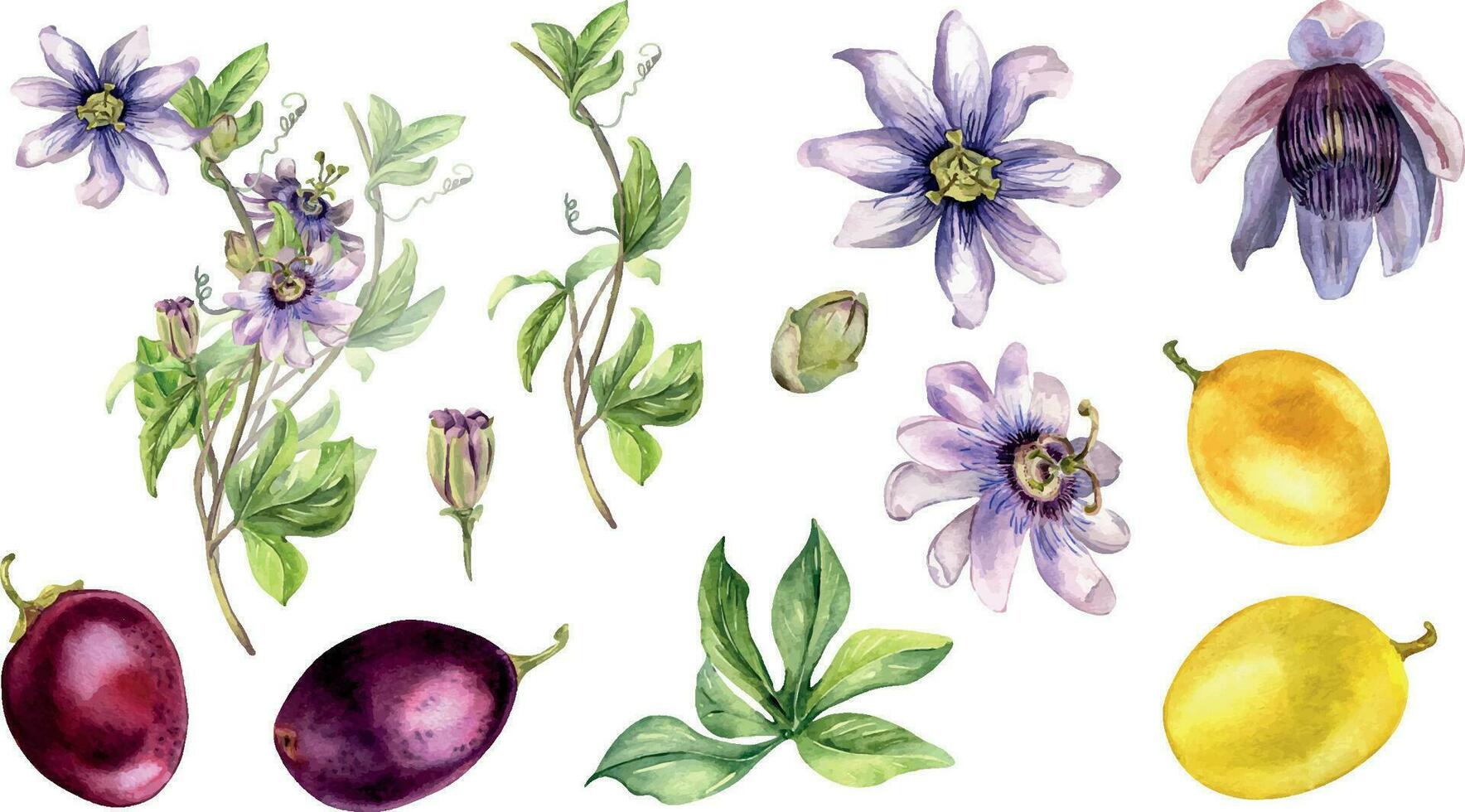 uppsättning av passionen blomma växt och frukt vattenfärg illustration isolerat på vit. blå tropisk växt, maracuja hand ritade. design för t vektor