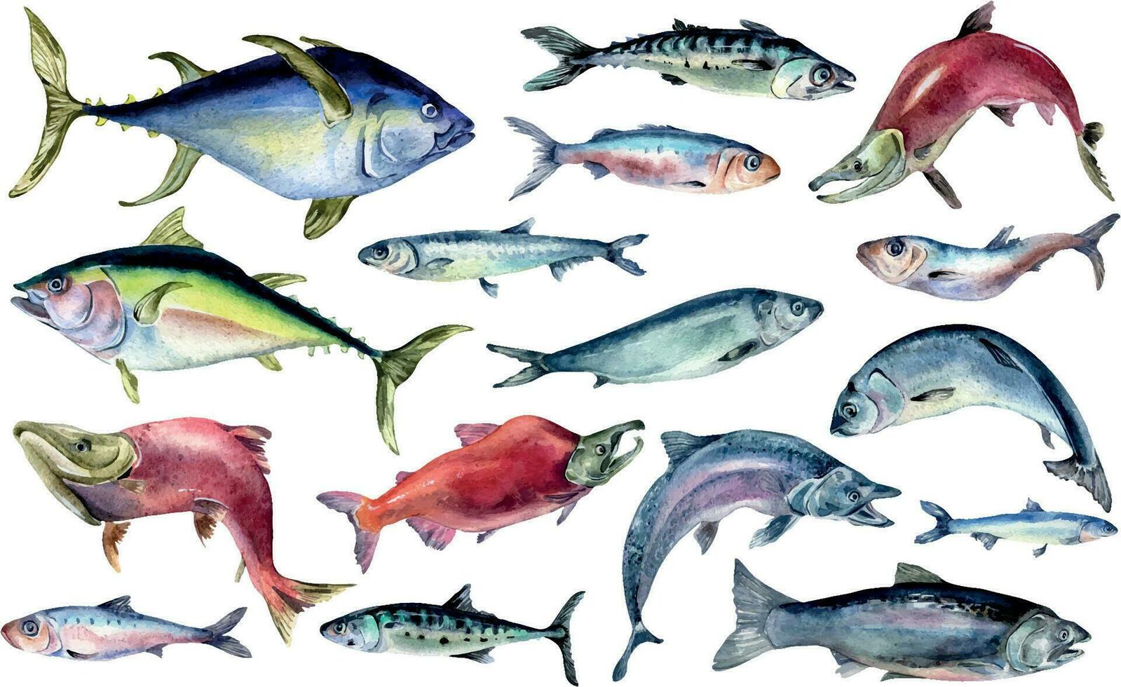 bündeln von anders Meer Fisch Aquarell Illustration isoliert auf Weiß. wild Fisch, Thunfisch, Lachs, Hering, Anschovis, Makrele Hand gezeichnet. Design Element zum Speisekarte, Verpackung, Papier, Verpackung, Etikette vektor