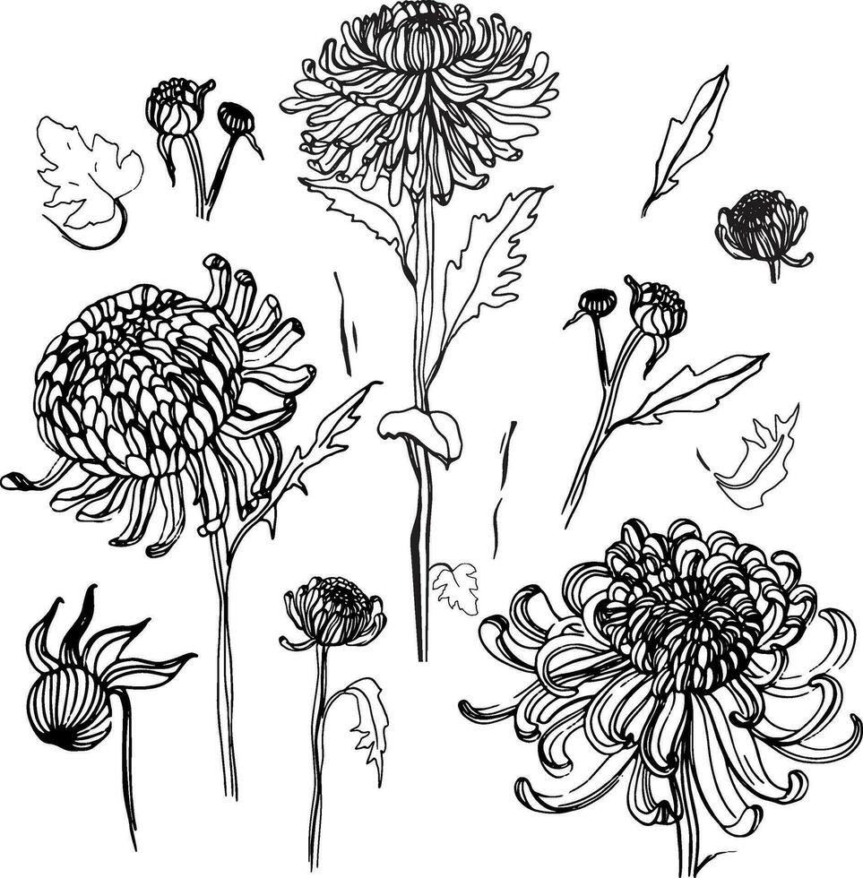 japansk krysantemum uppsättning. samling med kontur hand dragen knoppar, blommor, löv. årgång stil illustration. vektor