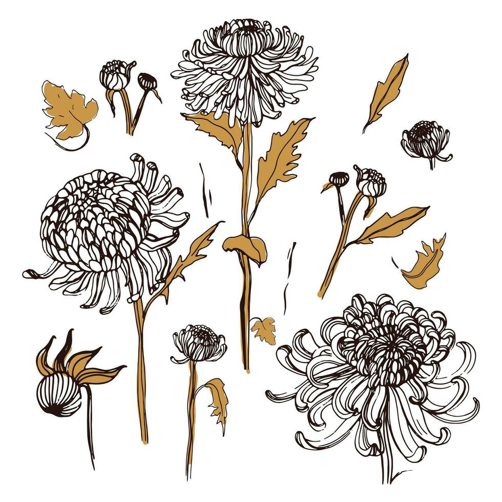 japansk krysantemum uppsättning. samling med hand dragen knoppar, blommor, löv. årgång stil illustration. vektor