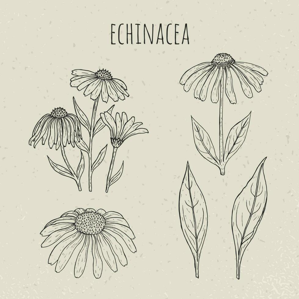 Echinacea medizinisch botanisch isoliert Illustration. Anlage, Blumen, Blätter Hand gezeichnet Satz. Jahrgang Gliederung skizzieren. vektor