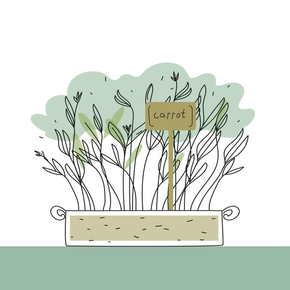 Karotte Microgreens Box Gekritzel Vektor Illustration