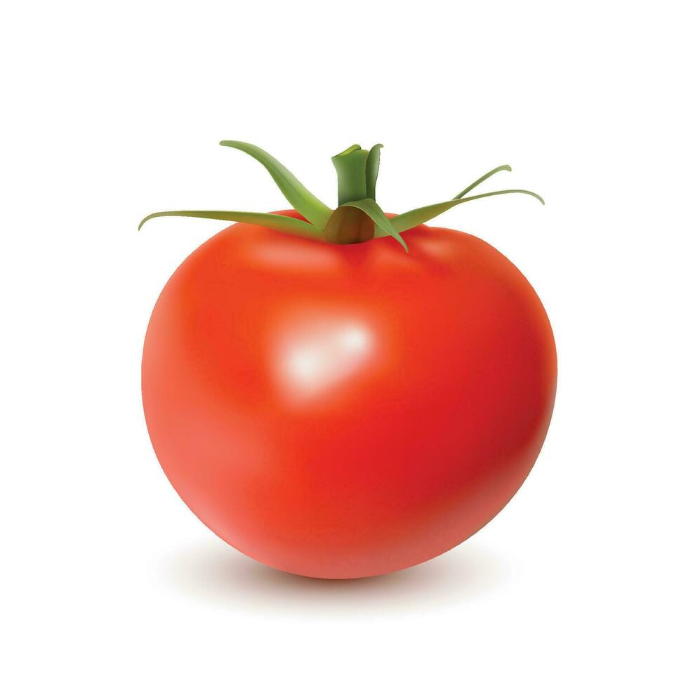 Vektor Tomate Gemüse isoliert auf Weiß. frisch Tomate Obst Ausschnitt Pfad