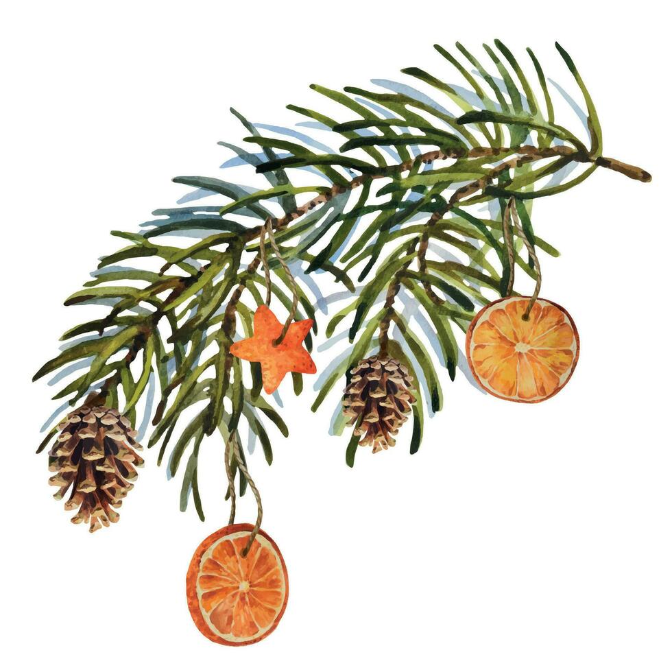 vattenfärg jul uppsättning av gran gren med koner och torr apelsiner. hand målad Semester element med vinter- växter. blommig illustration för design, skriva ut, tyg. vektor