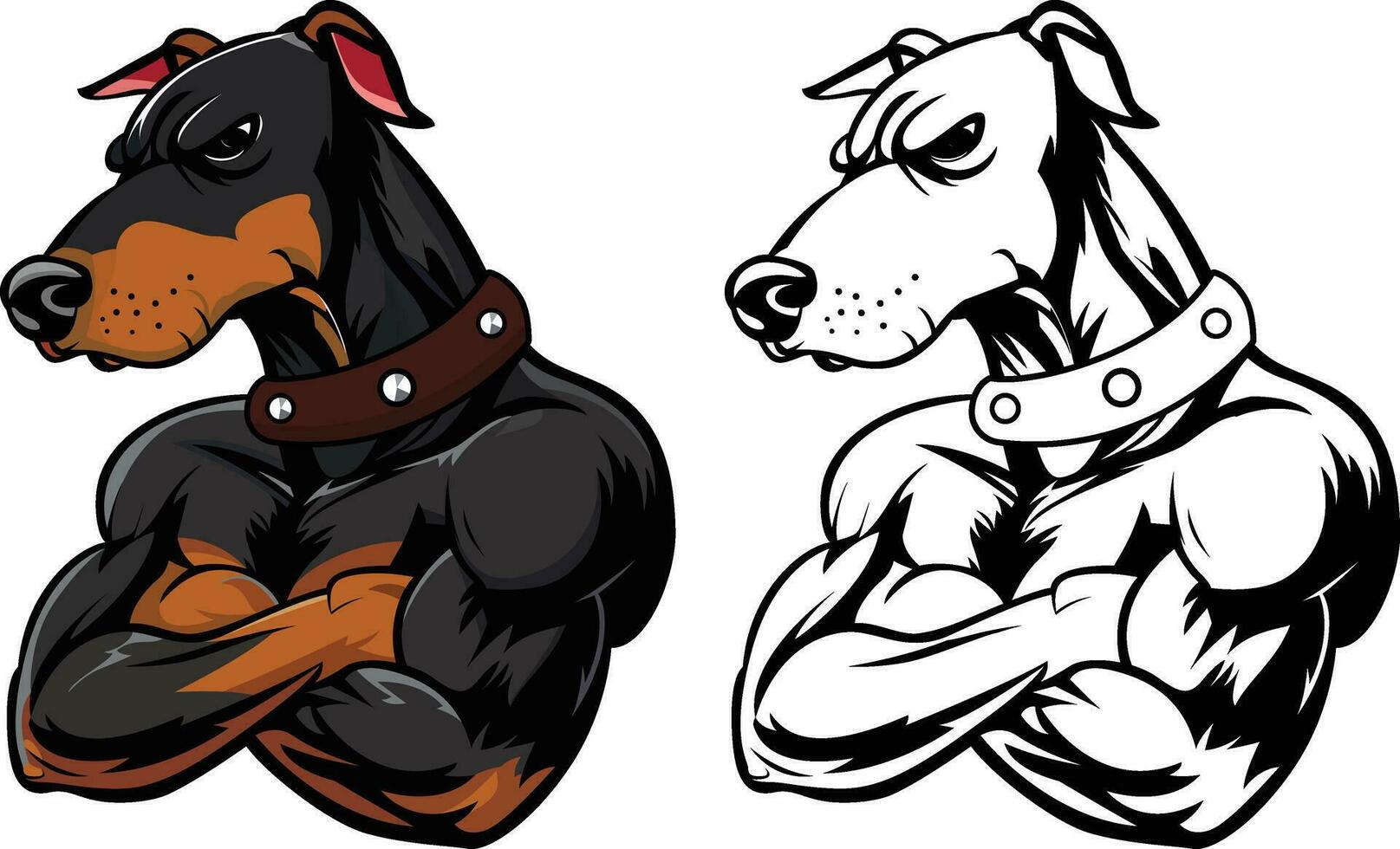 tuff doberman pinscher vakt hund vektor illustration, tuff vakt doberman eller dobie hund vapen korsade på bröst vektor bild, färgad och svart och vit maskot karaktär logotyp mall