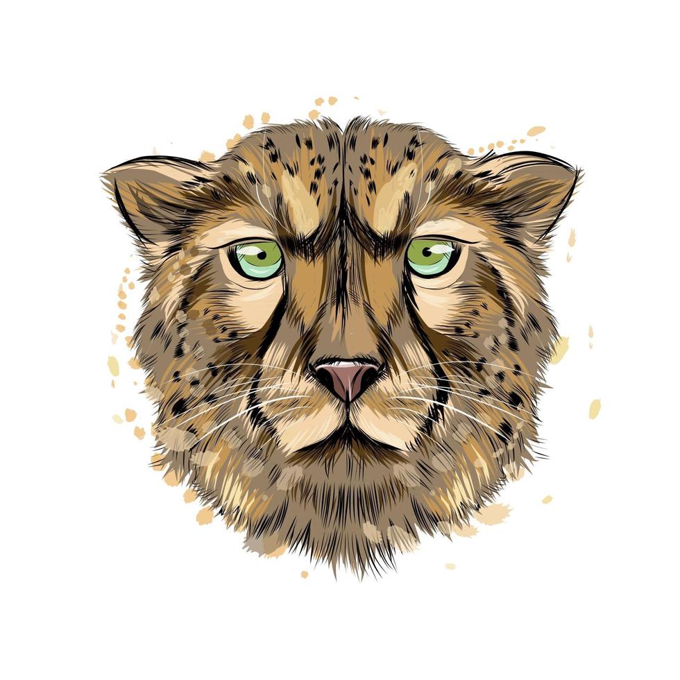 Gepardenkopfporträt aus einem Spritzer Aquarell, farbige Zeichnung, realistisch. Vektor-Illustration von Farben vektor