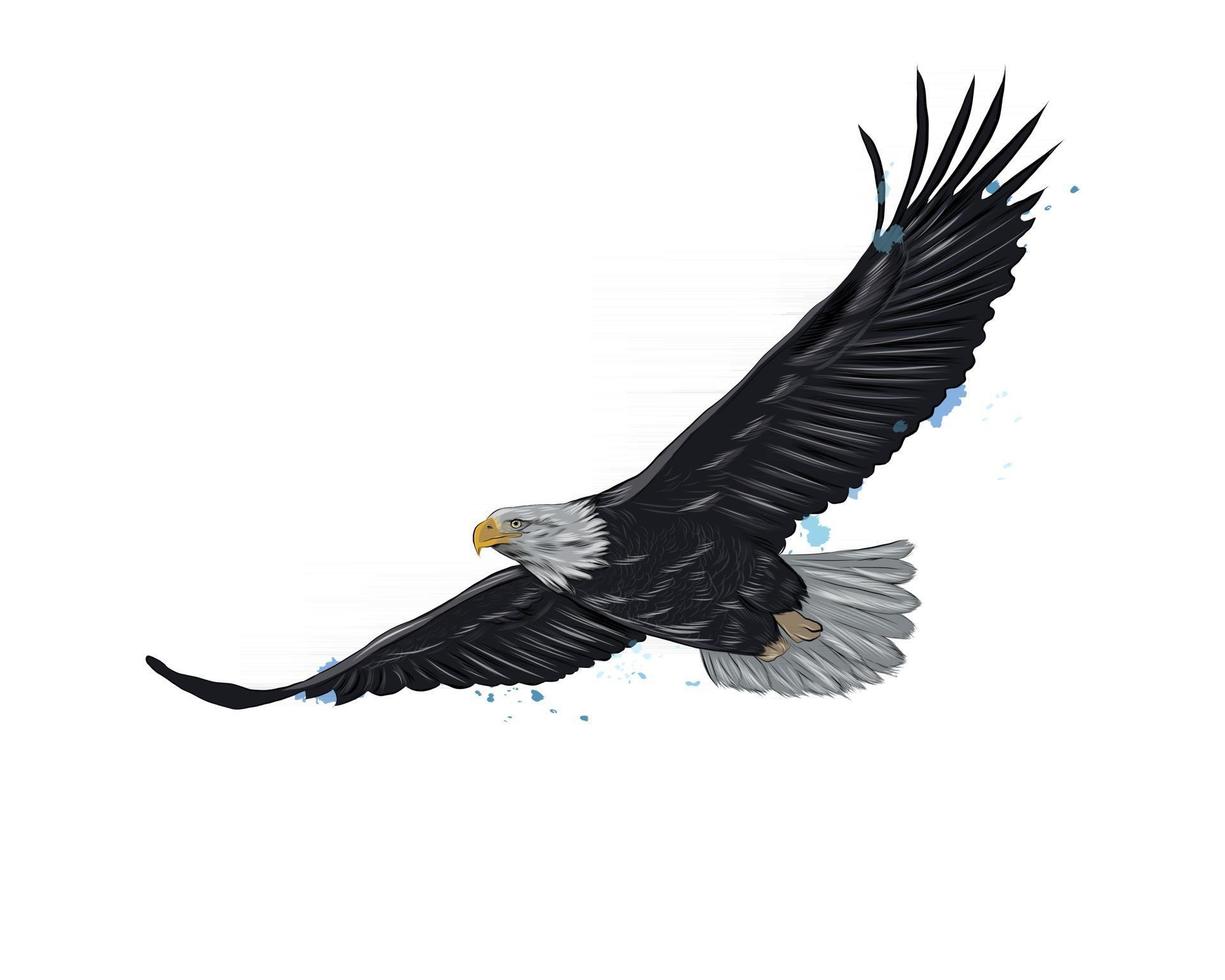 flygande skallig örn från ett stänk av akvarell, färgad teckning, realistisk. vektor illustration av färger