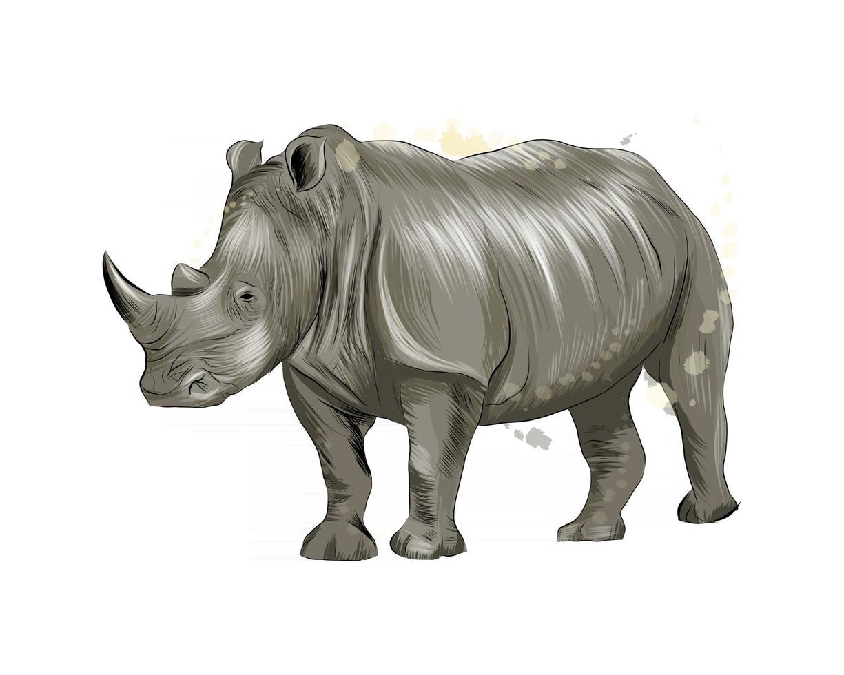 Nashorn aus einem Spritzer Aquarell, farbige Zeichnung, realistisch. Vektorillustration von Farben vektor