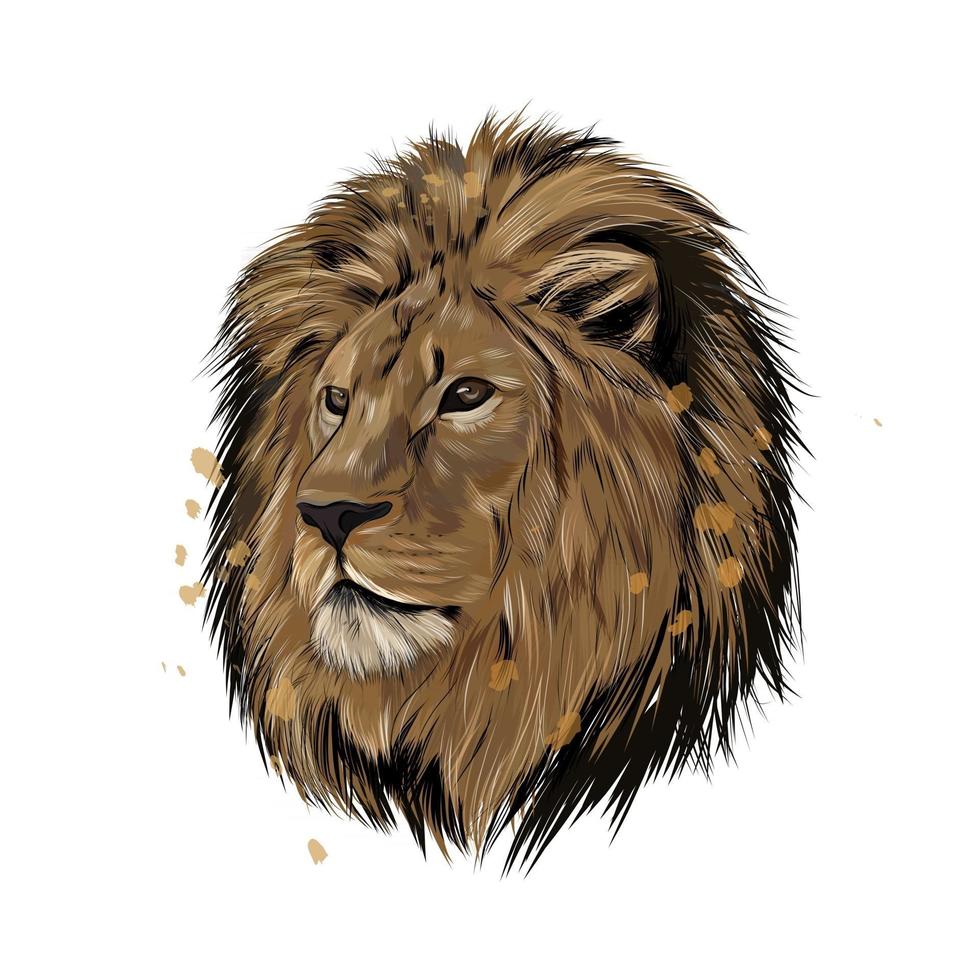 lejonhuvudporträtt från ett stänk av akvarell, färgad teckning, realistisk. vektor illustration av färger