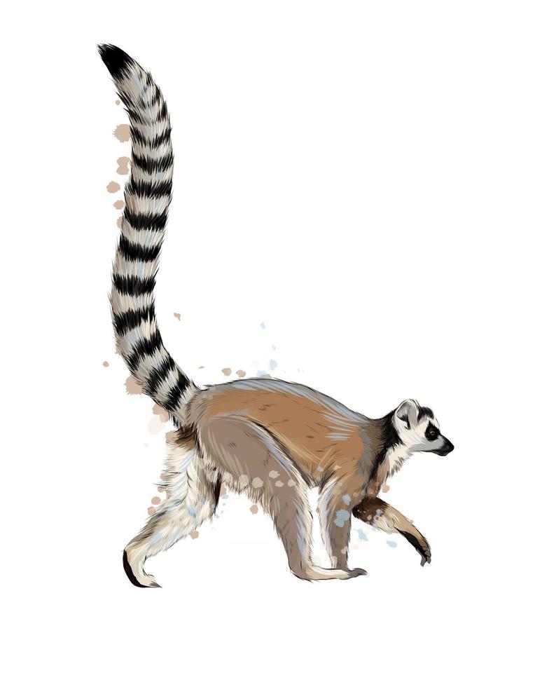 lemur från ett stänk av akvarell, färgad teckning, realistisk. vektor illustration av färger