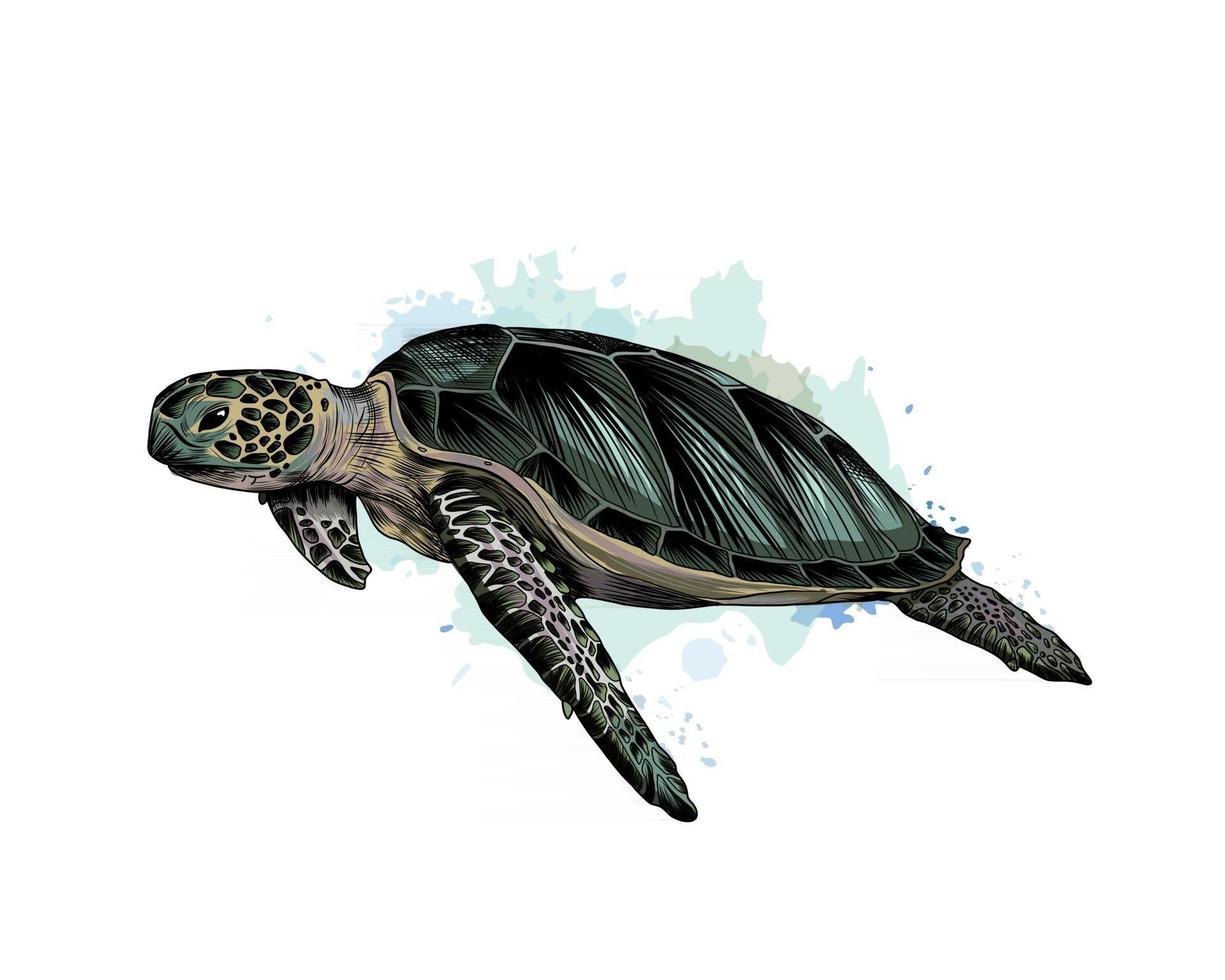 havssköldpaddan från ett stänk av akvarell, färgad teckning, realistisk. vektor illustration av färger