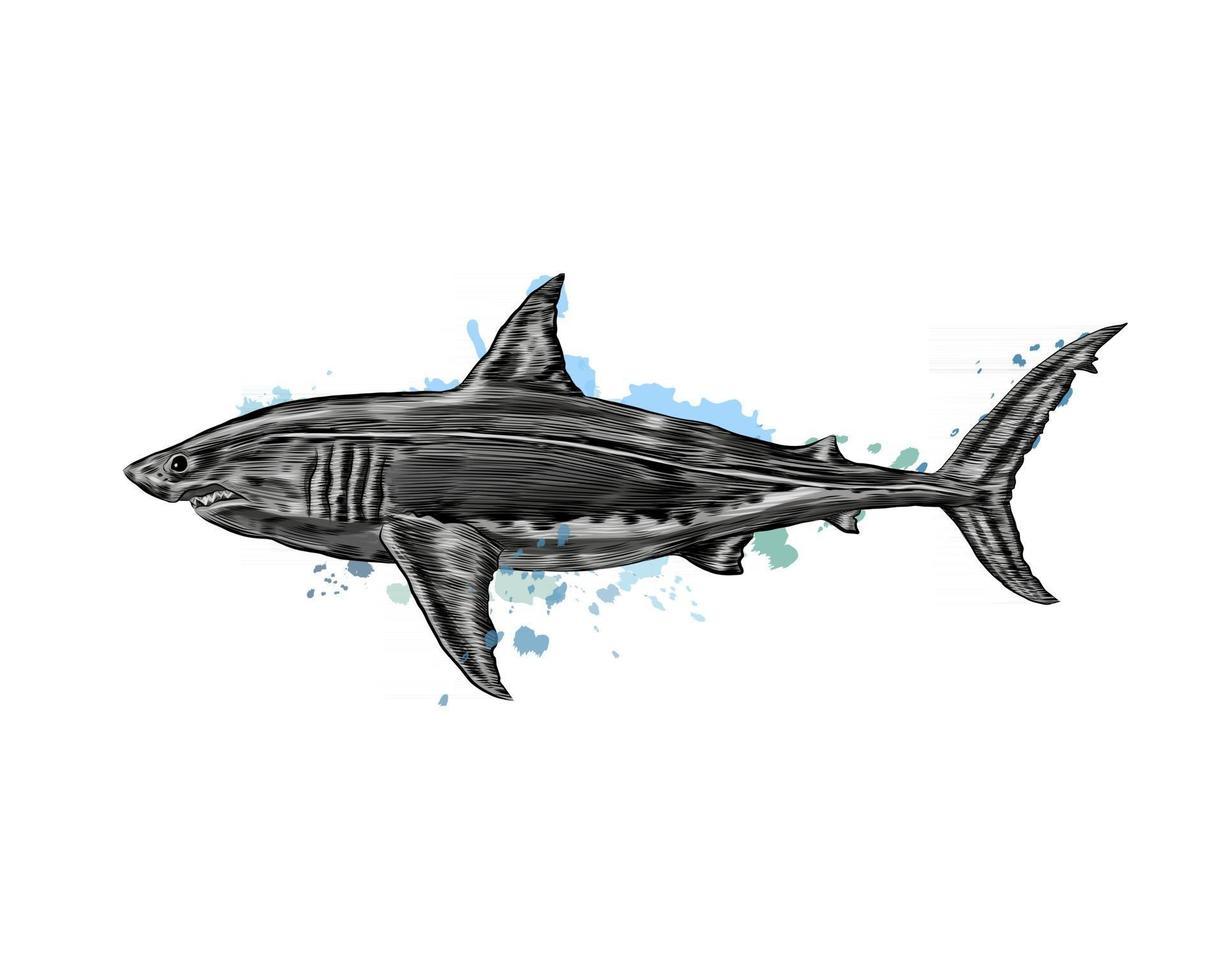 stor vit haj från ett stänk av akvarell, färgad teckning, realistisk. vektor illustration av färger
