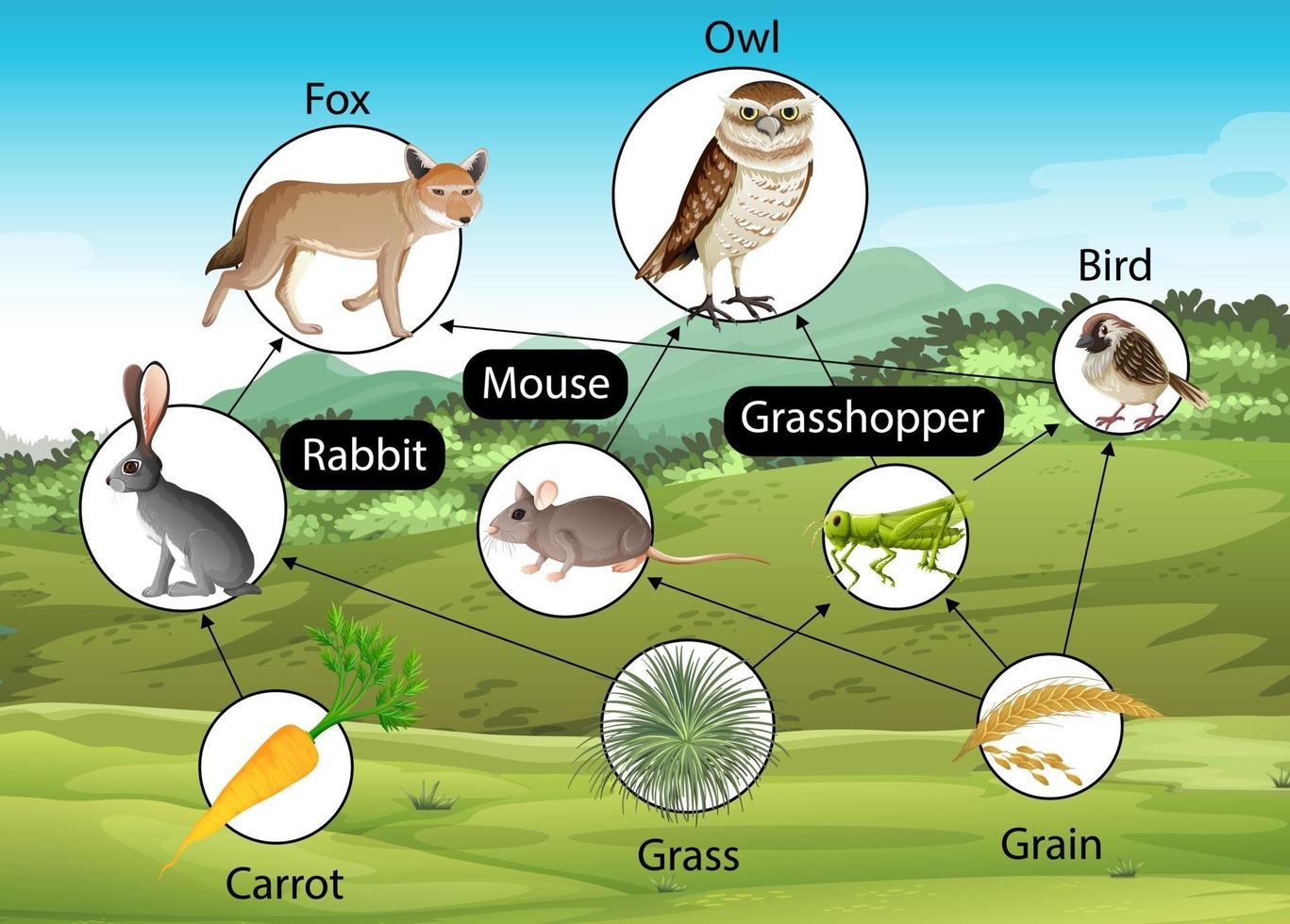 utbildning affisch av biologi för livsmedelskedjor diagram vektor