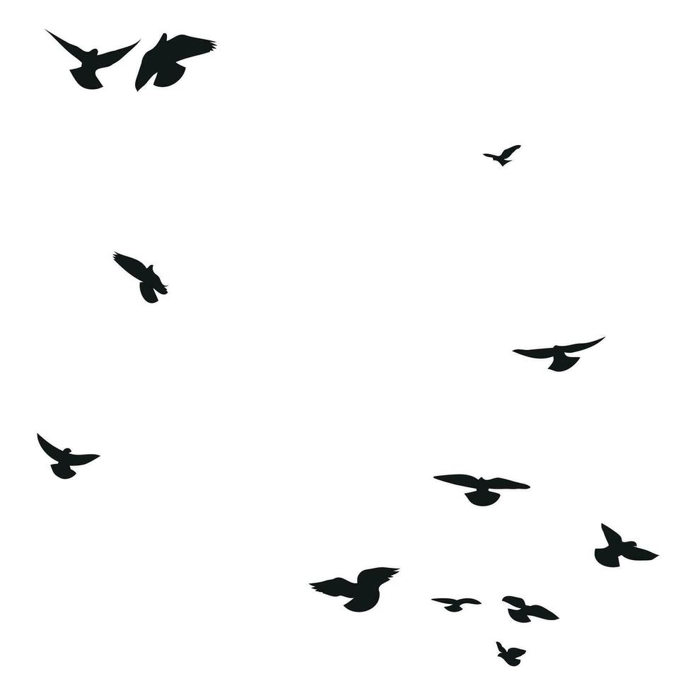 silhuett skiss av en flock av flygande fåglar, flyg i annorlunda positioner. sväva, stigande, landning, flygande, fladdra vektor