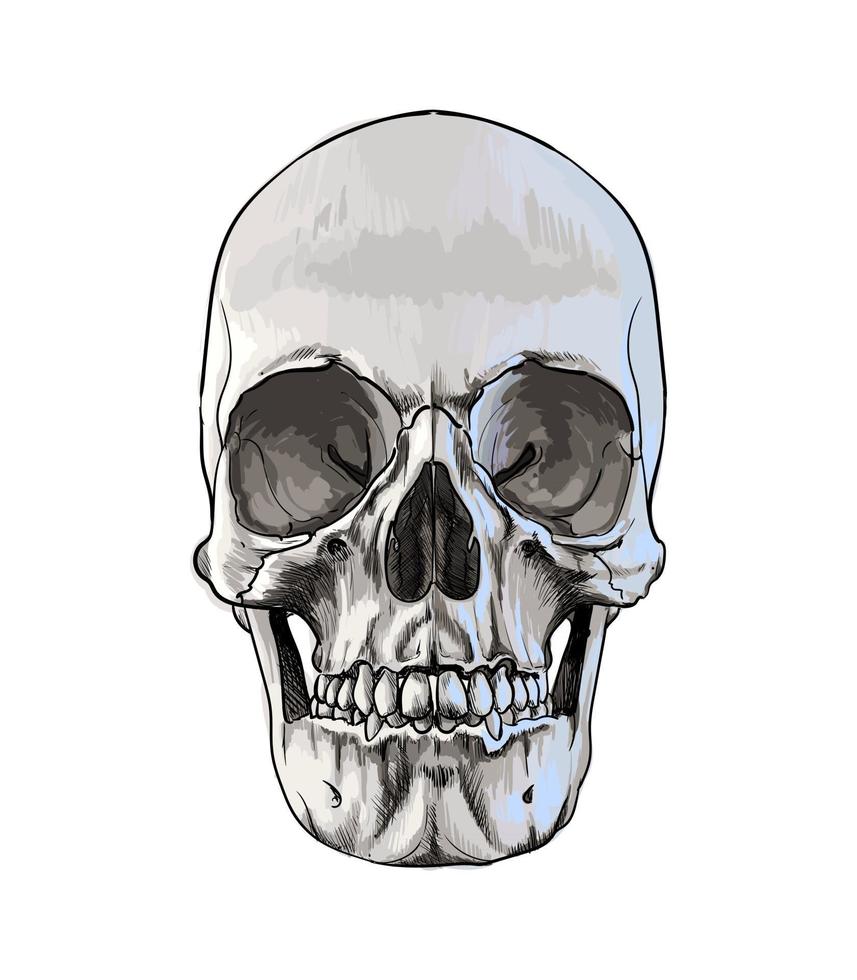 menschlicher Schädel aus einem Spritzer Aquarell, farbige Zeichnung, realistisch. Vektor-Illustration von Farben vektor