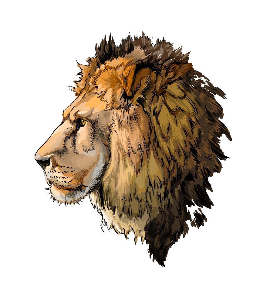 lejonhuvudporträtt från ett stänk av akvarell, färgad teckning, realistisk. vektor illustration av färger