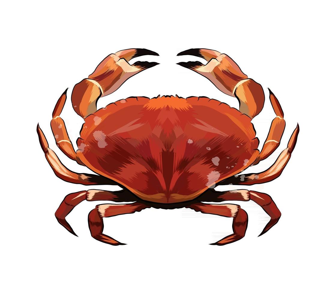rote Krabbe aus einem Spritzer Aquarell, farbige Zeichnung, realistisch. Vektor-Illustration von Farben vektor