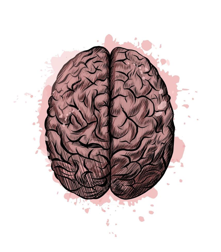 mänsklig hjärna från ett stänk av akvarell, färgad teckning, realistisk. vektor illustration av färger