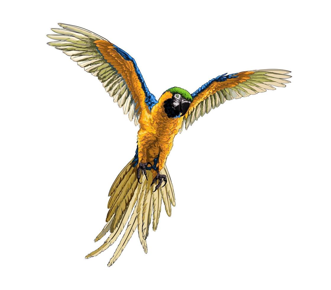 Papageienara aus einem Spritzer Aquarell, farbige Zeichnung, realistisch. Vektor-Illustration von Farben vektor