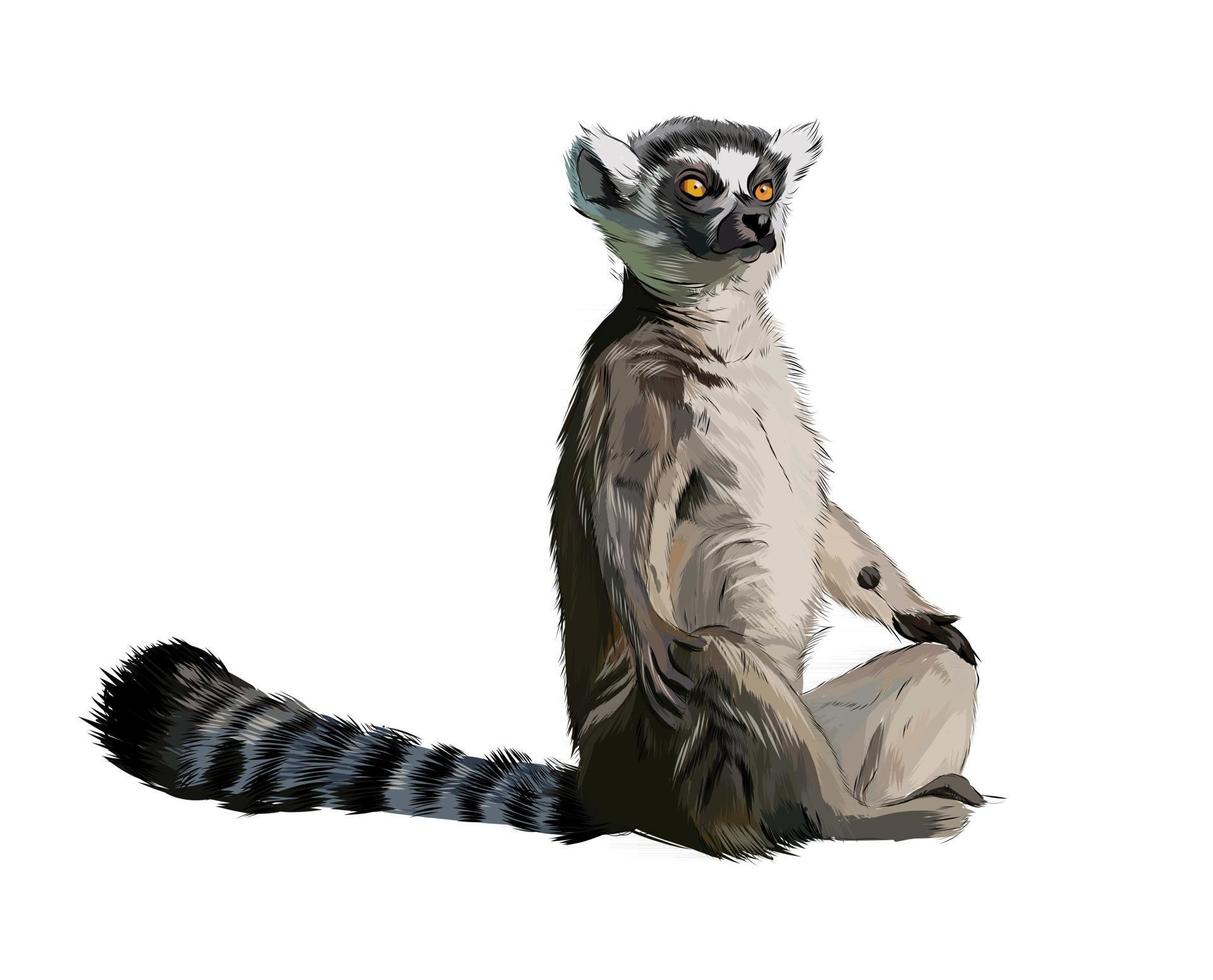 Lemur aus einem Spritzer Aquarell, farbige Zeichnung, realistisch. Vektor-Illustration von Farben vektor