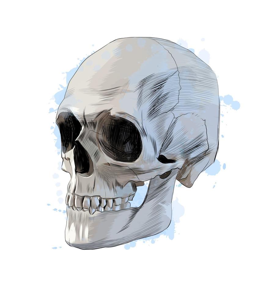 mänsklig skalle från ett stänk av akvarell, färgad teckning, realistisk. vektor illustration av färger