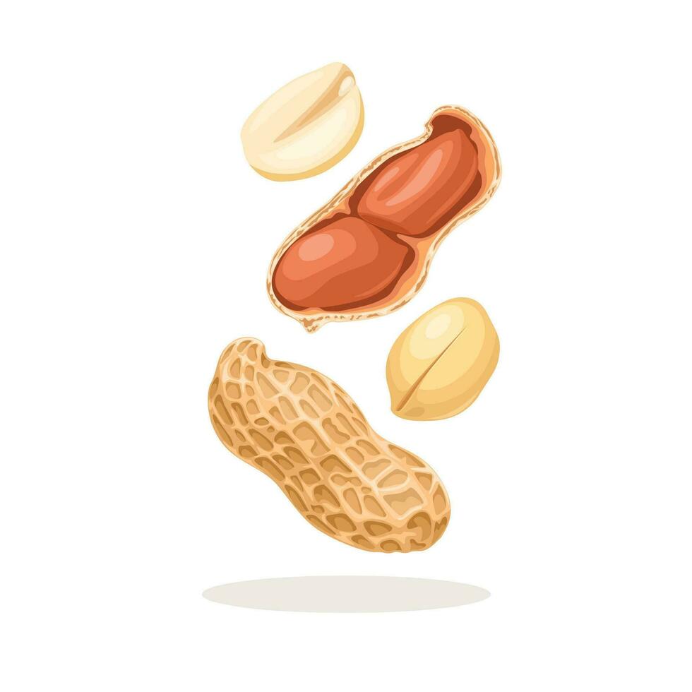 Vektor Illustration, ganze und geschält Erdnüsse, isoliert auf Weiß Hintergrund.