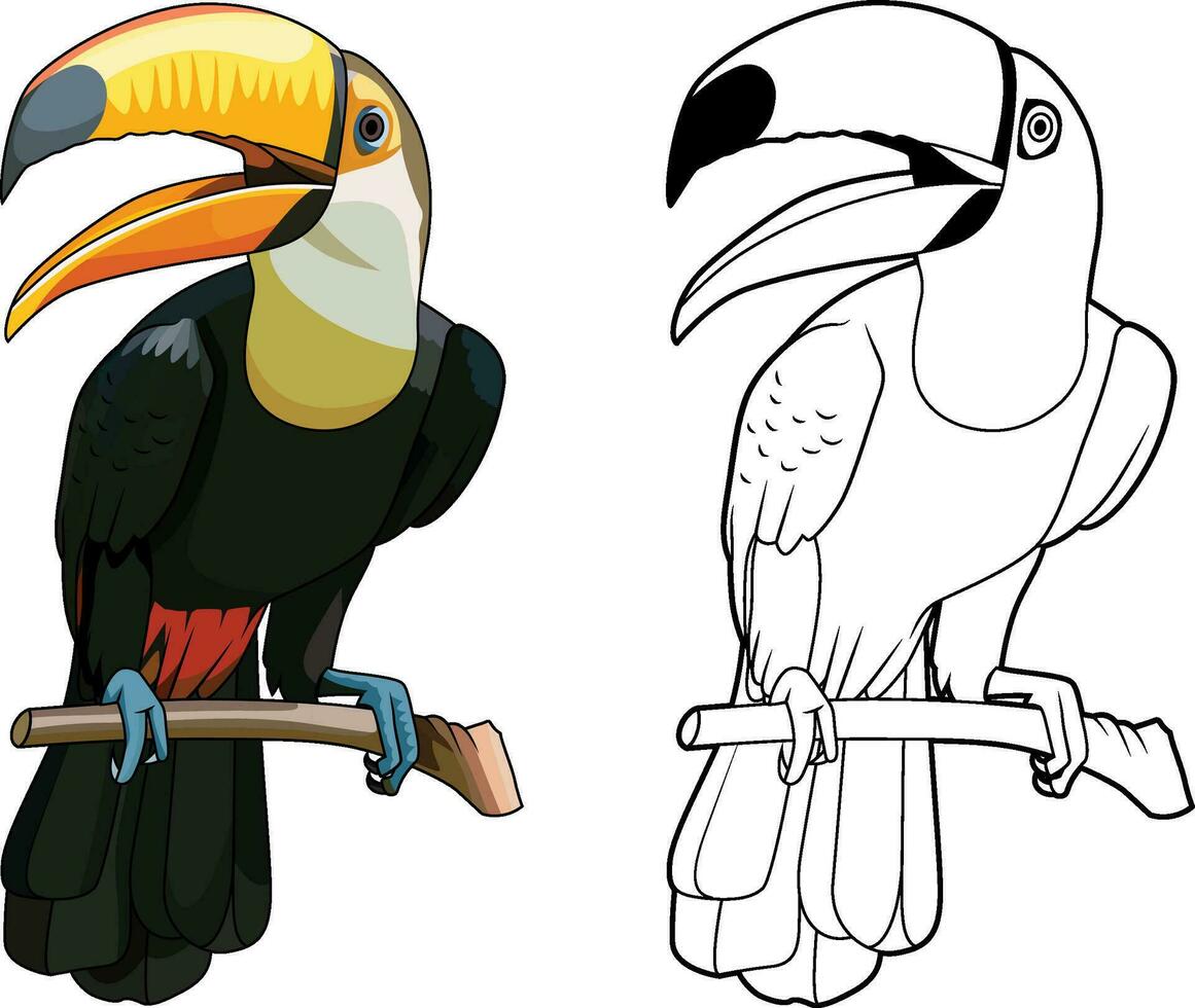 toco Tukan Tukane Vogel oder Ramphastos Ramphastidae Vogel mit ein groß Schnabel Stirn farbig und schwarz und Weiß Vektor Illustration Bild