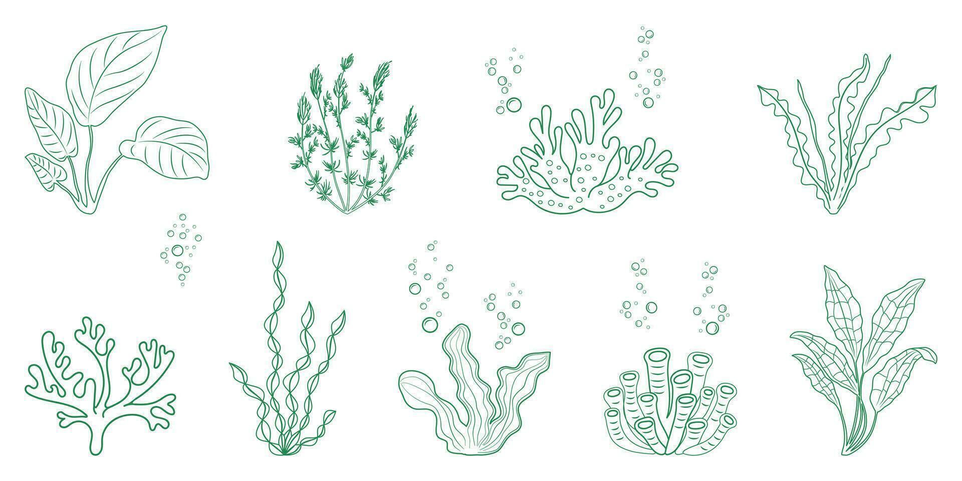 Seetang linear Illustration. Marine Vegetation und Korallen im Gekritzel Stil. Elemente Ofalge zum Design. vektor