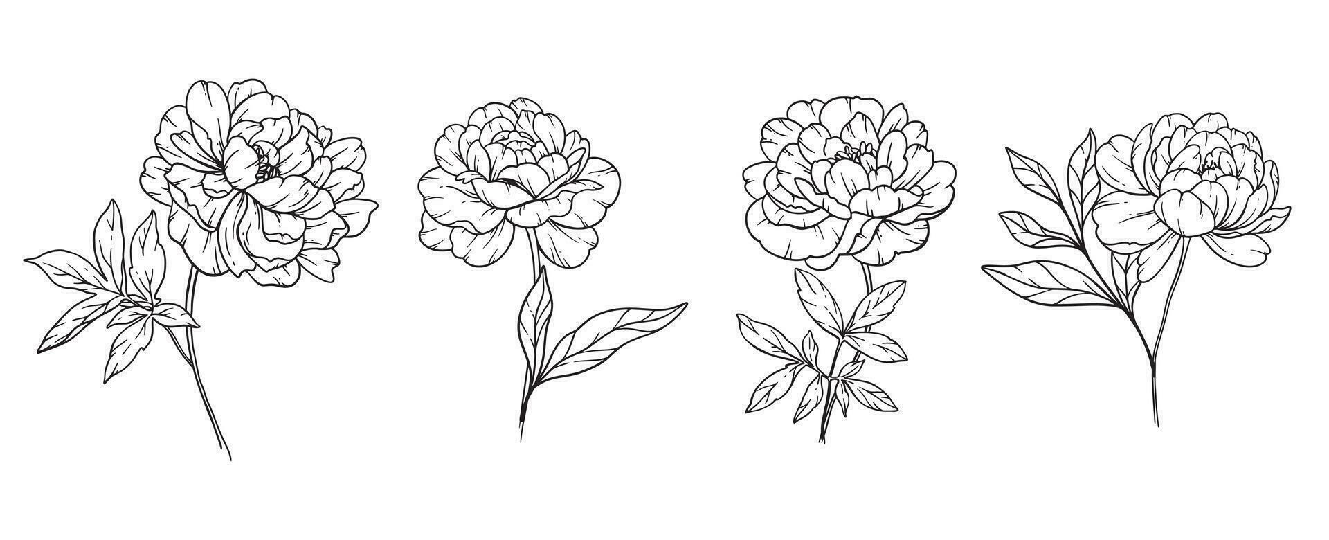 pion linje konst, bra linje pion buketter hand dragen illustration. färg sida med pion blommor. vektor