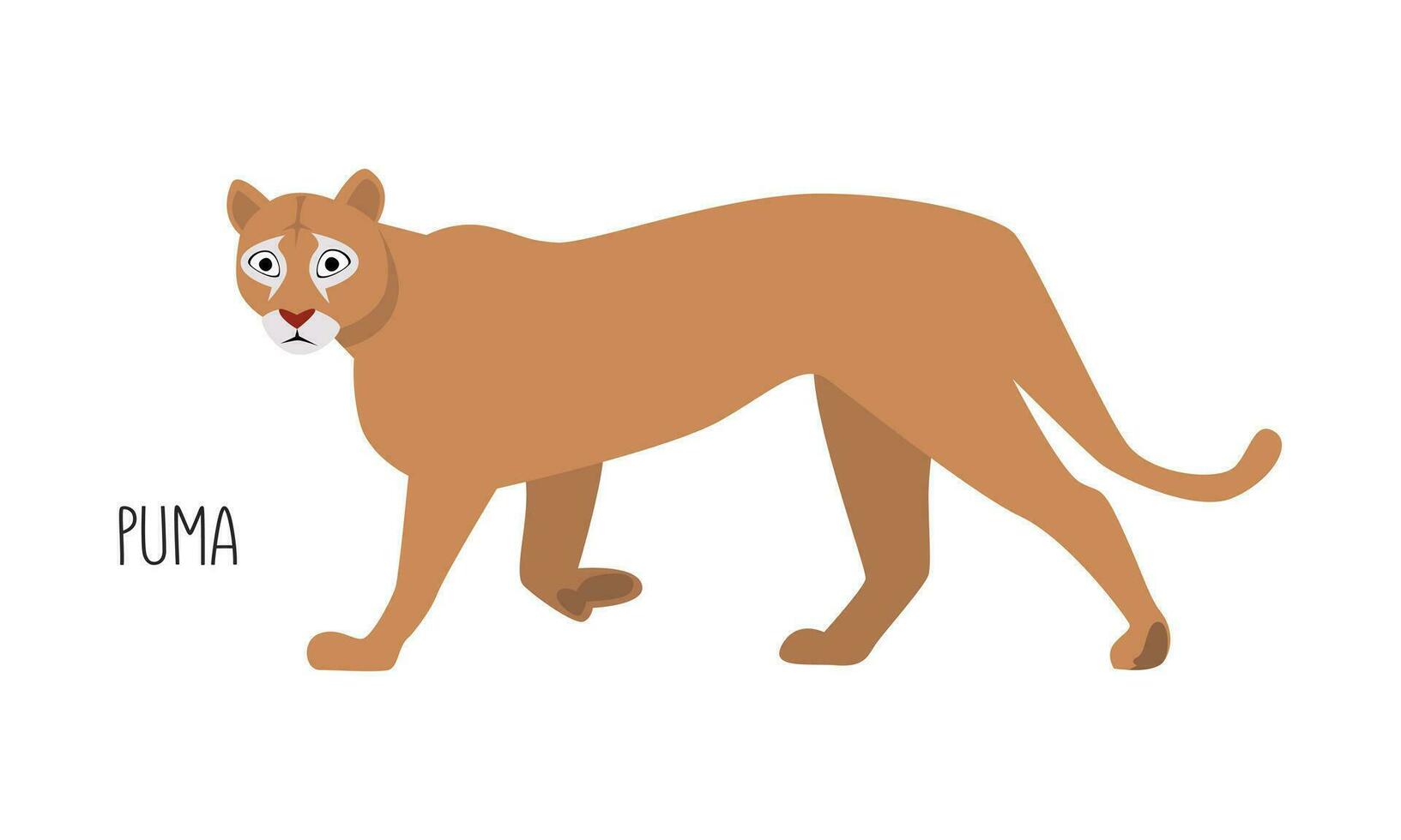 puma är en vild katt. titel. vektor platt illustration av djur- isolerat på vit bakgrund.