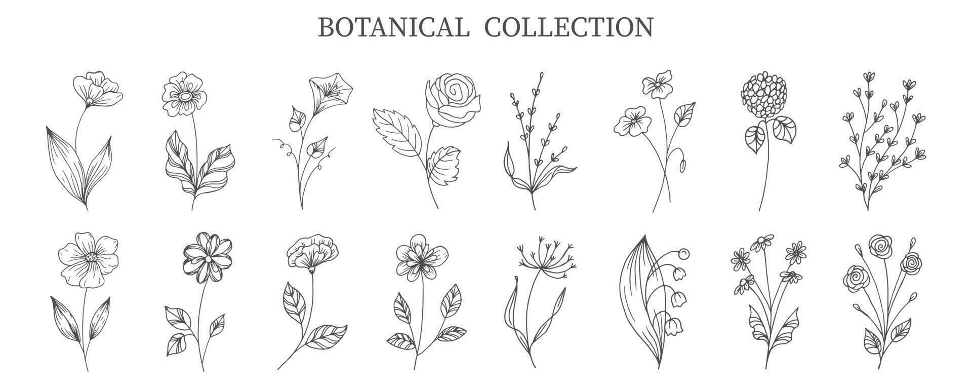 botanisk samling av hand dragen blommor och växter i klotter stil. skiss, linje konst. ikoner, mallar, dekor element, vektor