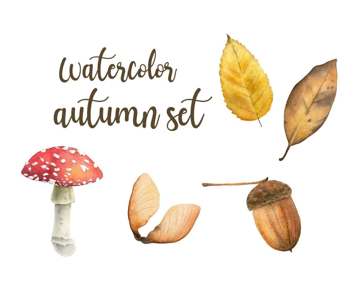 Hand gezeichnet Aquarell Herbst Satz. Aquarell Herbst Blätter, Eichel, Pilz und Ahorn Frucht. vektor