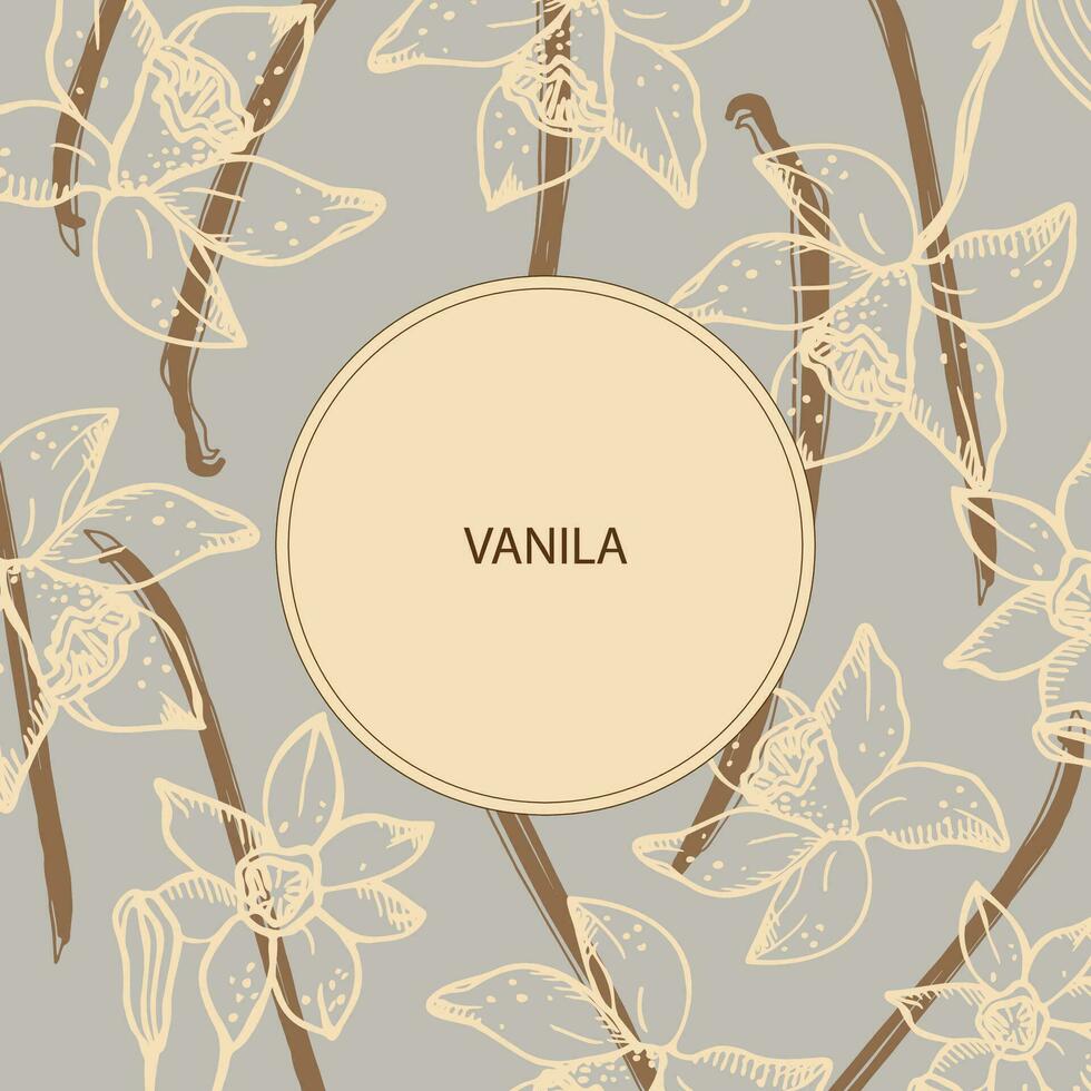 vanilj märka mall bakgrund för text. blomma och pinnar av vanilj växt vektor illustration med skida, doftande kryddor. för etikett, krydda förpackning, logotyp, kort, banner.hand dragen design element