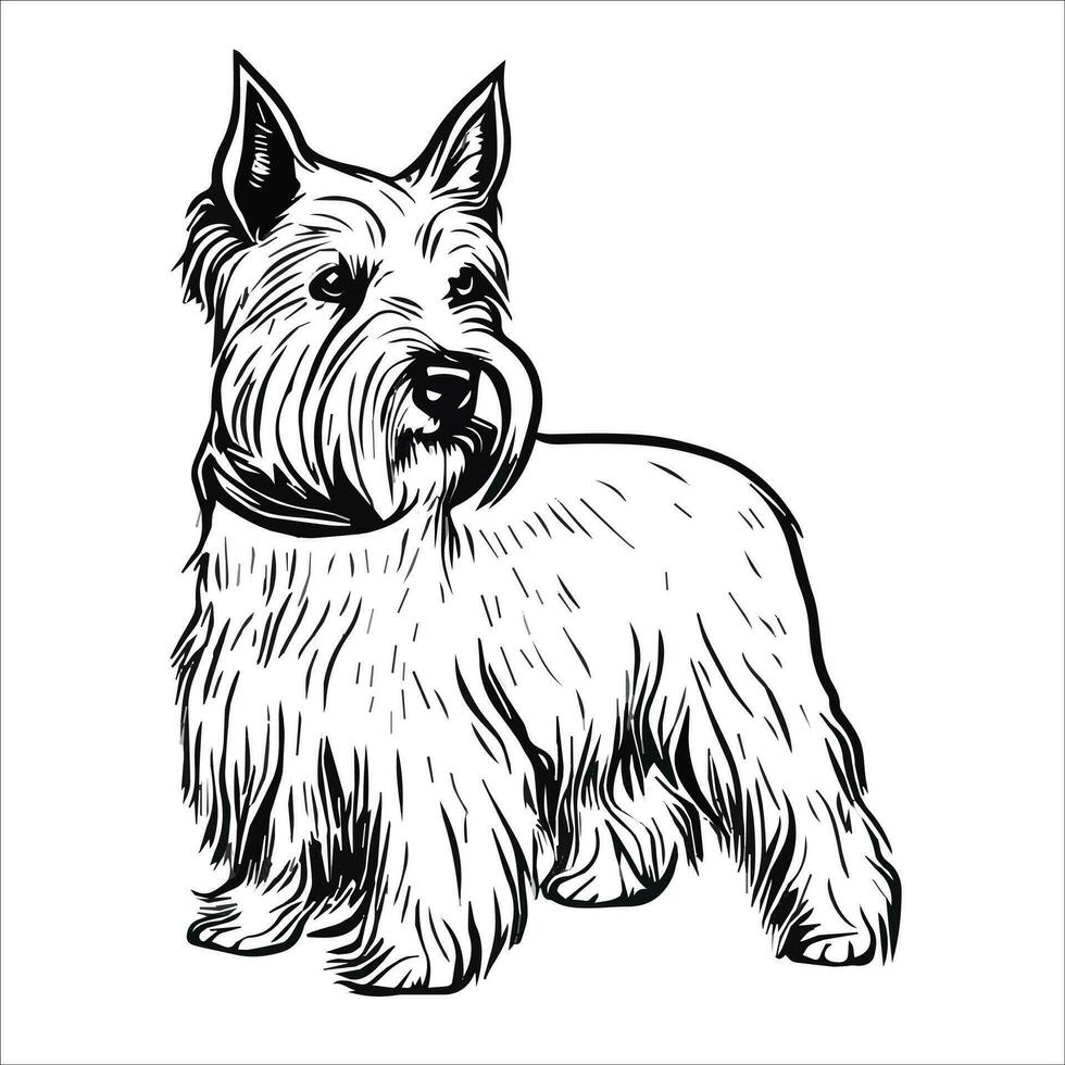 hund bild, yorkshire terrier, dess så skön. vektor