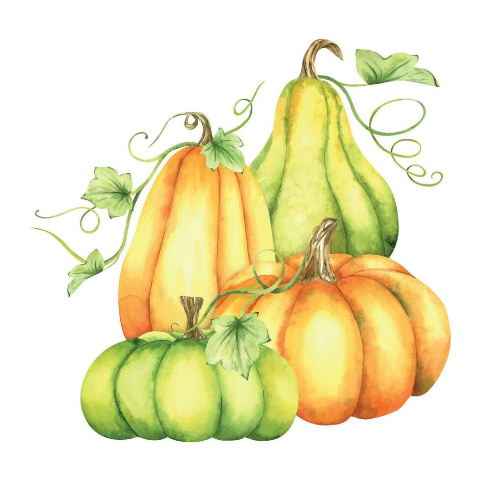 mogen orange och grön pumpor och löv. bruka organisk höst grönsaker. höst dekoration. isolerat. vattenfärg illustration. den är perfekt för tacksägelse och halloween kort eller posters vektor