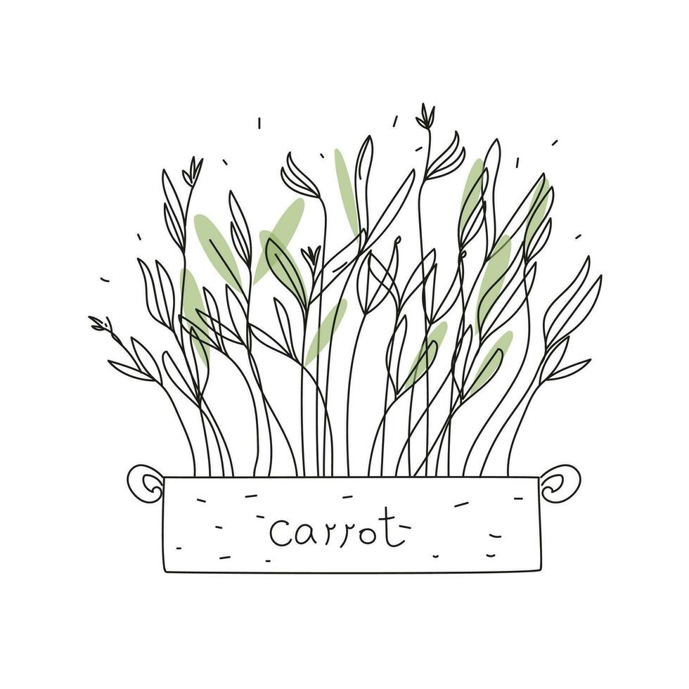 Karotte Microgreens Box Gekritzel Vektor Illustration