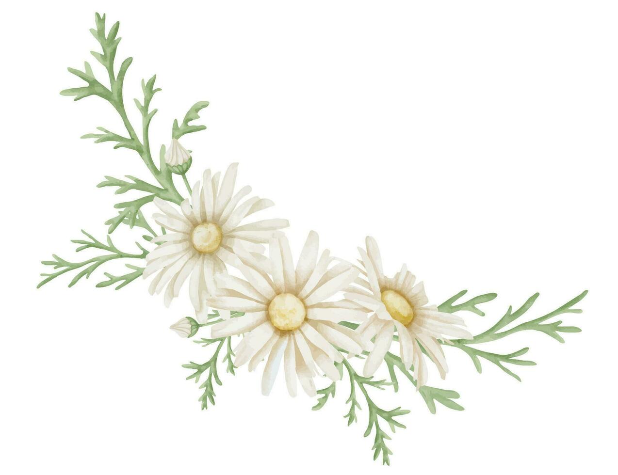 daisy blommor. hand dragen blommig vattenfärg illustration av bukett med vit kamomill på isolerat bakgrund. botanisk teckning för hälsning kort eller bröllop inbjudningar. konstnärlig skiss för logotyp vektor