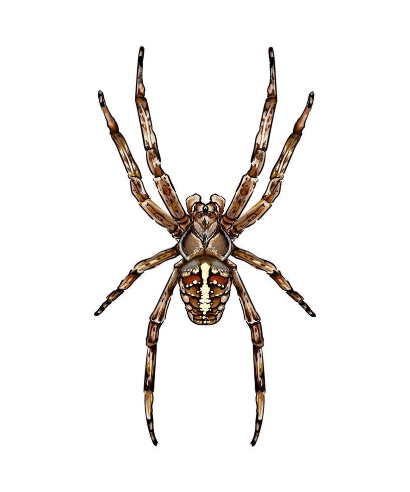 Spinne Kreuzspinne Araneus eine Art Spinne aus der Familie der Spinnen Orb-Spinnen farbige Zeichnung, realistisch. Vektor-Illustration von Farben vektor