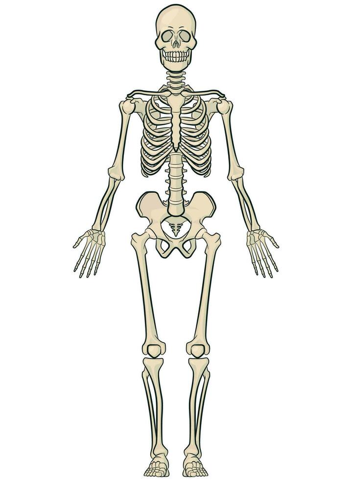 Mensch Körper Knochen Anatomie Skelett Modell- vektor