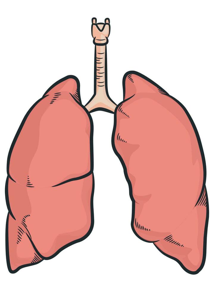 mänsklig lungor organ respiratorisk kropp delar vektor