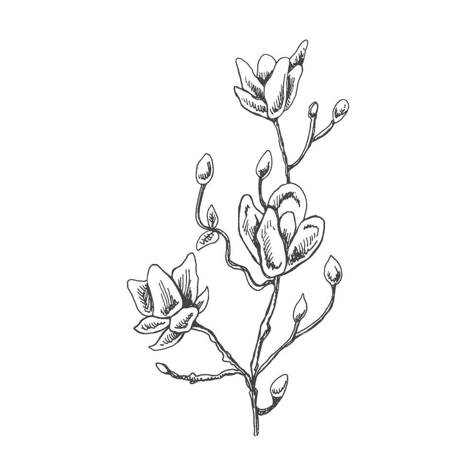 hand dragen magnolia skiss. svartvit blomma klotter. svart och vit årgång element. vektor skiss. detaljerad retro stil.
