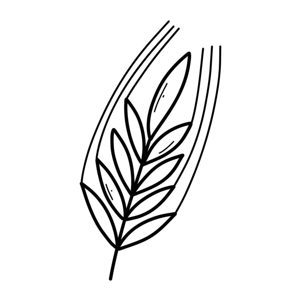 Småax av vete i klotter stil. vektor illustration. linjär öra av vete.