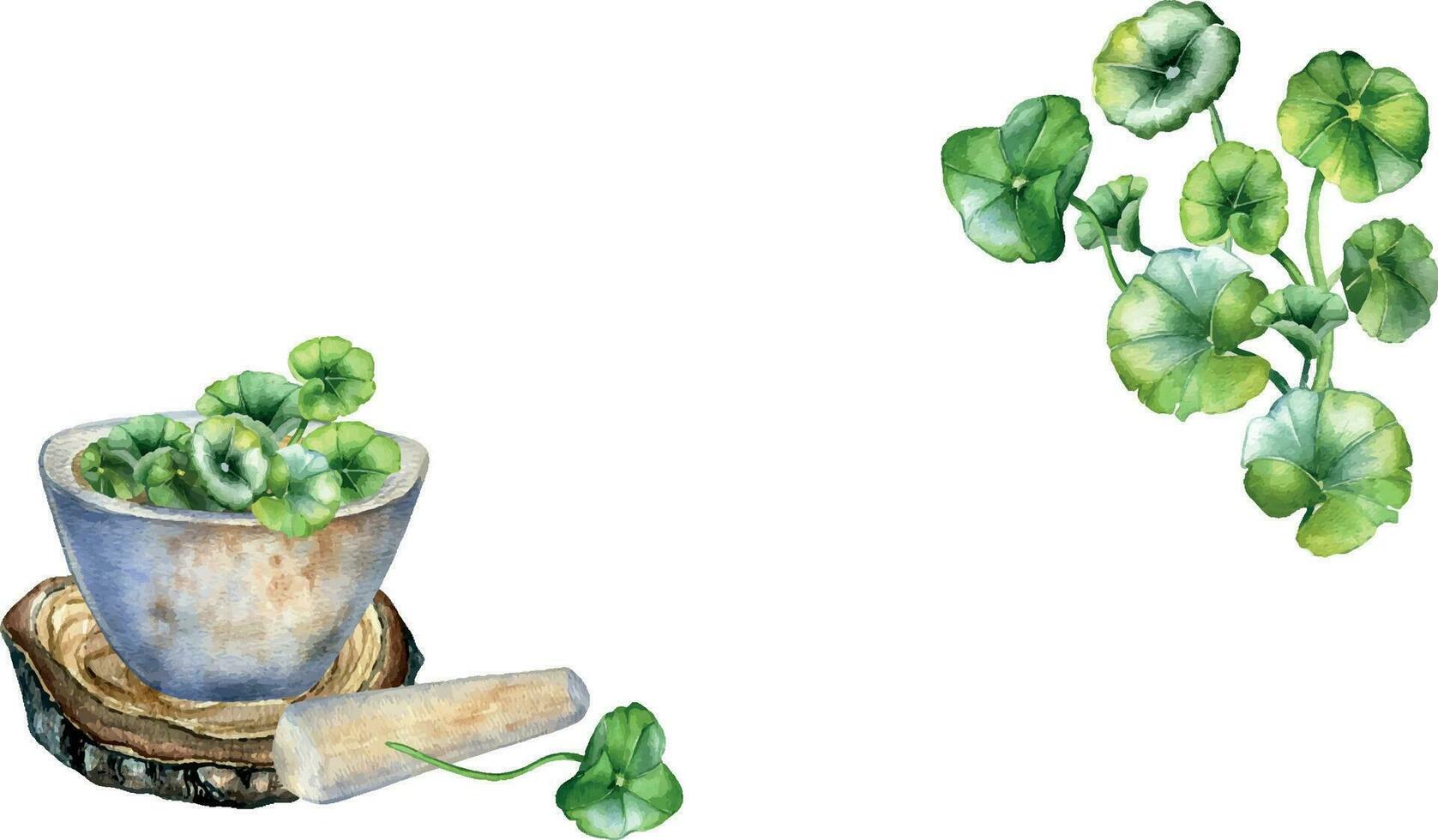 Rahmen von Stein Granatwerfer und Stößel auf hölzern Stand Aquarell Illustration isoliert auf Weiß. Centella Asiatisch, hab dich Kola Kräuter- Pflanzen Hand gezeichnet. Design Element zum Etikett, Paket, Kräuter- Sammlung vektor