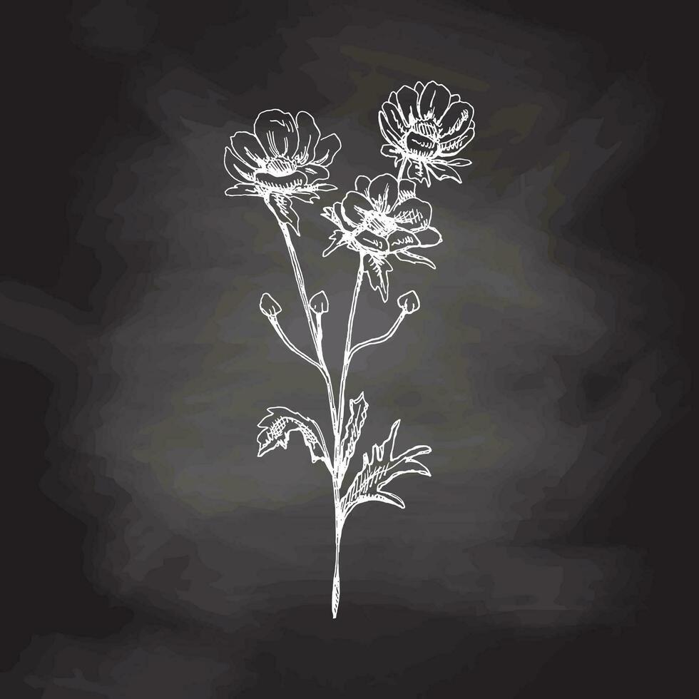 hand dragen anemon skiss på svarta tavlan bakgrund. svartvit blomma klotter. svart och vit årgång element. vektor skiss. detaljerad retro stil.